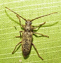 Enaphalodes cortiphagus by (c) David Dodd, some rights reserved (CC BY), uploaded by David Dodd. Used under a CC-BY license.