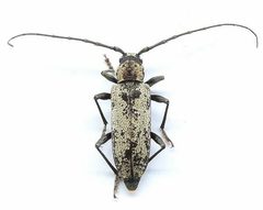 Enaphalodes by (c) jimeckert49, some rights reserved (CC BY). Used under a CC-BY license.