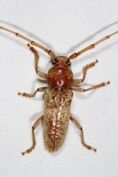 Enaphalodes rufulus by (c) Joshua Ebright, some rights reserved (CC BY), uploaded by Joshua Ebright. Used under a CC-BY license.