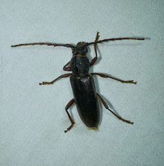 Enaphalodes seminitidus by (c) Wendy McCrady, some rights reserved (CC BY), uploaded by Wendy McCrady. Used under a CC-BY license.