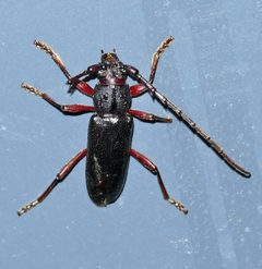 Enaphalodes seminitidus by (c) Wendy McCrady, some rights reserved (CC BY), uploaded by Wendy McCrady. Used under a CC-BY license.