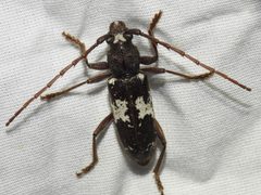 Enaphalodes taeniatus by (c) Sam Kieschnick, some rights reserved (CC BY), uploaded by Sam Kieschnick. Used under a CC-BY license.