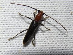 Psyrassa brevicornis by (c) Sam Kieschnick, some rights reserved (CC BY), uploaded by Sam Kieschnick. Used under a CC-BY license.
