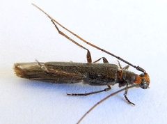 Styloxus bicolor by (c) jimeckert49, some rights reserved (CC BY). Used under a CC-BY license.