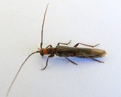 Styloxus bicolor by (c) jimeckert49, some rights reserved (CC BY). Used under a CC-BY license.