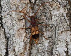 Phoracantha by (c) TOUROULT Julien, some rights reserved (CC BY), uploaded by TOUROULT Julien. Used under a CC-BY license.
