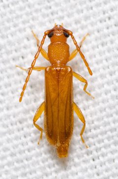 Smodicum cucujiforme by (c) Justin Williams, some rights reserved (CC BY), uploaded by Justin Williams. Used under a CC-BY license.
