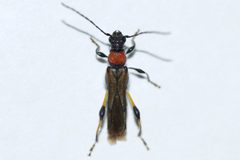Callimoxys sanguinicollis by (c) Owen Strickland, some rights reserved (CC BY), uploaded by Owen Strickland. Used under a CC-BY license.