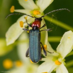 Callimus ruficollis by (c) Ken-ichi Ueda, some rights reserved (CC BY), uploaded by Ken-ichi Ueda. Used under a CC-BY license.