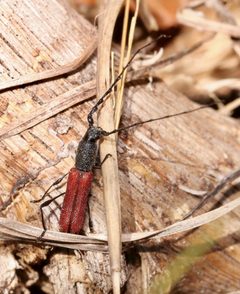Ancylocera bicolor by (c) Laura Gaudette, some rights reserved (CC BY), uploaded by Laura Gaudette. Used under a CC-BY license.