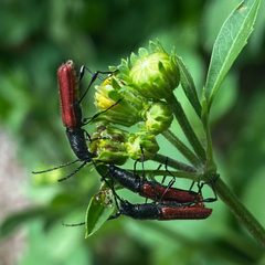 Ancylocera bicolor by (c) Laura Davis, some rights reserved (CC BY), uploaded by Laura Davis. Used under a CC-BY license.
