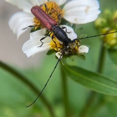 Ancylocera bicolor by (c) Laura Davis, some rights reserved (CC BY), uploaded by Laura Davis. Used under a CC-BY license.