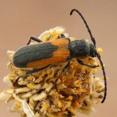 Crossidius pulchellus by (c) Catherine C. Galley, some rights reserved (CC BY), uploaded by Catherine C. Galley. Used under a CC-BY license.