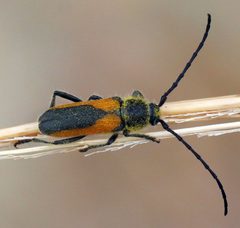 Crossidius pulchellus by (c) Catherine C. Galley, some rights reserved (CC BY), uploaded by Catherine C. Galley. Used under a CC-BY license.