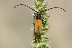 Crossidius pulchellus by (c) Andrew Meeds, some rights reserved (CC BY), uploaded by Andrew Meeds. Used under a CC-BY license.