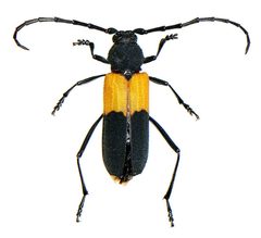 Purpuricenus axillaris by (c) Michael K. Oliver, some rights reserved (CC BY), uploaded by Michael K. Oliver. Used under a CC-BY license.