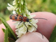 Tylosis maculatus by (c) Sam Kieschnick, some rights reserved (CC BY), uploaded by Sam Kieschnick. Used under a CC-BY license.