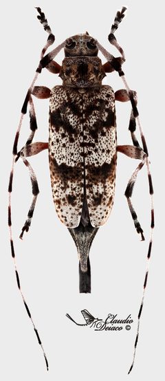 Acanthocinus by (c) Claudio Deiaco, some rights reserved (CC BY). Used under a CC-BY license.