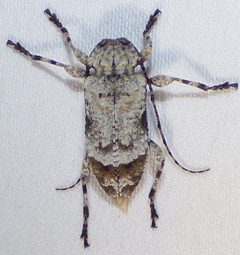 Leptostylus asperatus by no rights reserved, uploaded by kcthetc1. Used under a CC0 license.