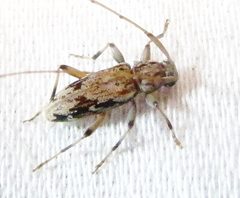 Lepturges angulatus by no rights reserved, uploaded by Ken Kneidel. Used under a CC0 license.