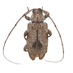 Sternidius centralis by (c) Hopper Museum, some rights reserved (CC BY), uploaded by Hopper Museum. Used under a CC-BY license.