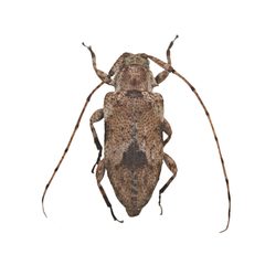 Sternidius centralis by (c) Hopper Museum, some rights reserved (CC BY), uploaded by Hopper Museum. Used under a CC-BY license.