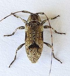 Sternidius decorus by (c) jimeckert49, some rights reserved (CC BY). Used under a CC-BY license.