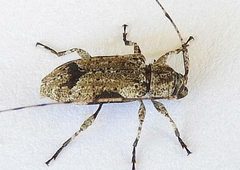 Sternidius decorus by (c) jimeckert49, some rights reserved (CC BY). Used under a CC-BY license.