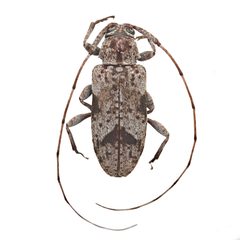 Sternidius decorus by (c) Hopper Museum, some rights reserved (CC BY), uploaded by Hopper Museum. Used under a CC-BY license.