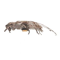 Sternidius decorus by (c) Hopper Museum, some rights reserved (CC BY), uploaded by Hopper Museum. Used under a CC-BY license.