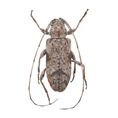 Sternidius decorus by (c) Hopper Museum, some rights reserved (CC BY), uploaded by Hopper Museum. Used under a CC-BY license.