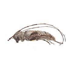 Sternidius decorus by (c) Hopper Museum, some rights reserved (CC BY), uploaded by Hopper Museum. Used under a CC-BY license.