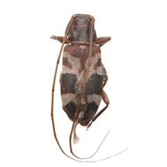 Urgleptes facetus by (c) Hopper Museum, some rights reserved (CC BY), uploaded by Hopper Museum. Used under a CC-BY license.