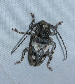 Aegomorphus arizonicus by (c) Andrew Meeds, some rights reserved (CC BY), uploaded by Andrew Meeds. Used under a CC-BY license.