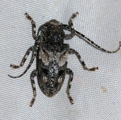 Aegomorphus arizonicus by (c) Andrew Meeds, some rights reserved (CC BY), uploaded by Andrew Meeds. Used under a CC-BY license.