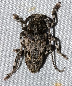 Aegomorphus arizonicus by (c) Andrew Meeds, some rights reserved (CC BY), uploaded by Andrew Meeds. Used under a CC-BY license.