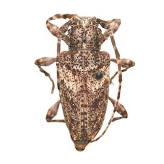Aegomorphus arizonicus by (c) Hopper Museum, some rights reserved (CC BY), uploaded by Hopper Museum. Used under a CC-BY license.