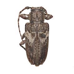 Aegomorphus arizonicus by (c) Hopper Museum, some rights reserved (CC BY), uploaded by Hopper Museum. Used under a CC-BY license.