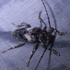 Aegomorphus arizonicus by (c) Isaac Krone, some rights reserved (CC BY), uploaded by Isaac Krone. Used under a CC-BY license.