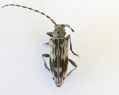 Tigrinestola tigrina by (c) jimeckert49, some rights reserved (CC BY). Used under a CC-BY license.