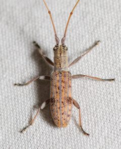 Dorcaschema alternatum by (c) Justin Williams, some rights reserved (CC BY), uploaded by Justin Williams. Used under a CC-BY license.