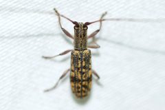 Dorcaschema alternatum by (c) Owen Strickland, some rights reserved (CC BY), uploaded by Owen Strickland. Used under a CC-BY license.