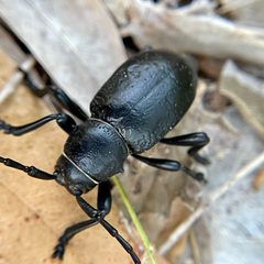 Moneilema armatum by (c) Chet Burrier, some rights reserved (CC BY), uploaded by Chet Burrier. Used under a CC-BY license.