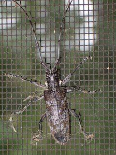 Monochamus maculosus by (c) Claire Moxon-Waltz, some rights reserved (CC BY), uploaded by Claire Moxon-Waltz. Used under a CC-BY license.