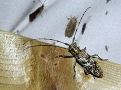Monochamus marmorator by (c) Louis Imbeau, some rights reserved (CC BY), uploaded by Louis Imbeau. Used under a CC-BY license.
