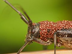 Monochamus scutellatus by (c) Alexis Tinker-Tsavalas, some rights reserved (CC BY), uploaded by Alexis Tinker-Tsavalas. Used under a CC-BY license.