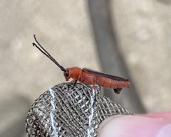 Oberea gracilis by (c) Kyle Rossner, some rights reserved (CC BY), uploaded by Kyle Rossner. Used under a CC-BY license.