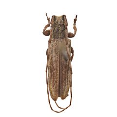 Cacostola lineata by (c) Hopper Museum, some rights reserved (CC BY), uploaded by Hopper Museum. Used under a CC-BY license.