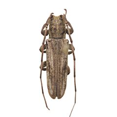 Cacostola lineata by (c) Hopper Museum, some rights reserved (CC BY), uploaded by Hopper Museum. Used under a CC-BY license.