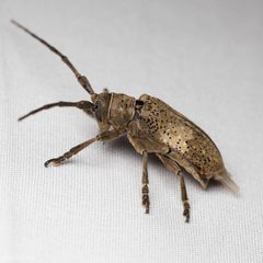 Oncideres pustulata by (c) Ken-ichi Ueda, some rights reserved (CC BY), uploaded by Ken-ichi Ueda. Used under a CC-BY license.